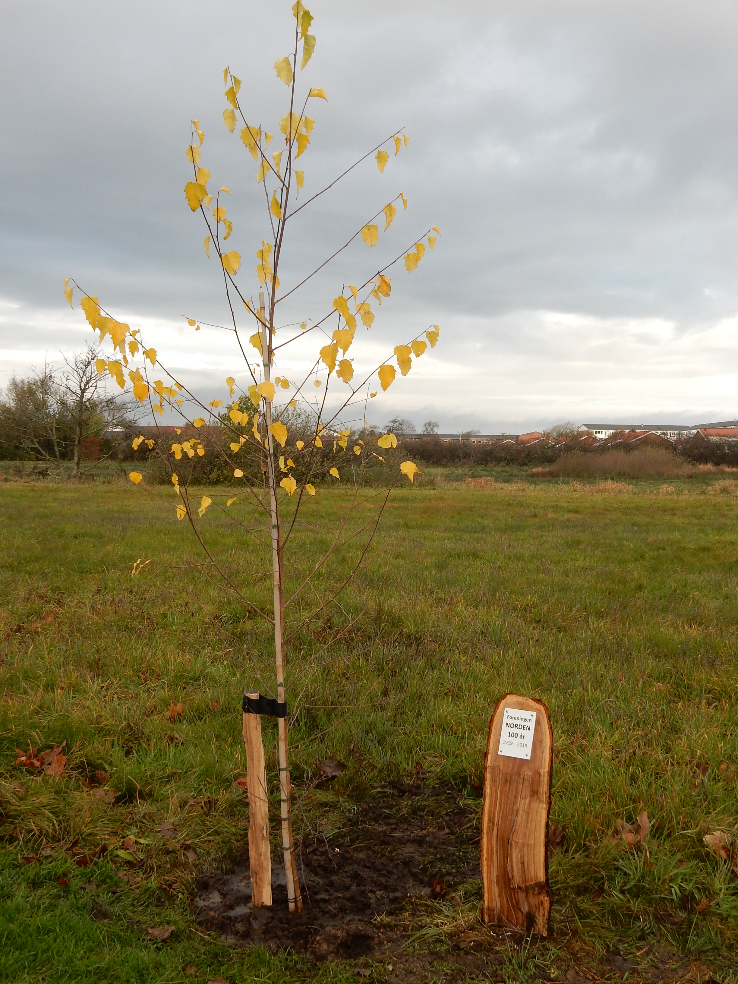 (Nye) Nordiske træer i Byengen
